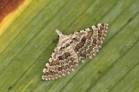 Alucita grammodactyla