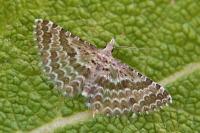 Alucita grammodactyla
