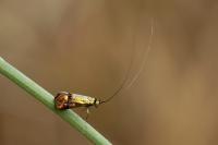 Nemophora dumerilella