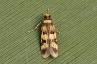 Oegoconia caradjai