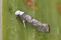 Paraswammerdamia albicapitella