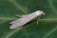 Pterolonche inspersa