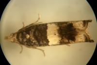 Epinotia demarniana