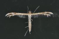 Oxyptilus