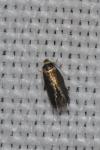 Stigmella