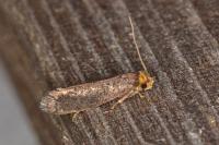 Cephimallota crassiflavella