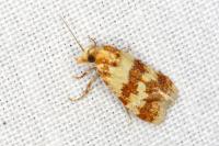 Aethes sanguinana