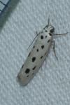 Ethmia dodecea