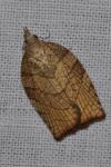 Pandemis corylana