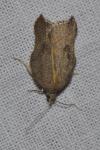 Acleris emargana/effractana