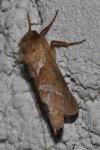 Triodia sylvina
