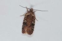 Agonopterix purpurea