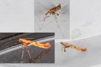 Caloptilia hemidactylella
