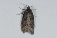 Cnephasia