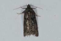 Cnephasia