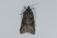Cnephasia
