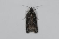 Cnephasia