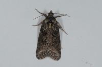 Cnephasia