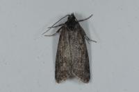 Cnephasia
