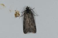 Cnephasia