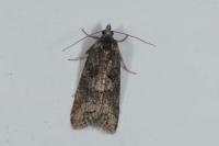 Cnephasia