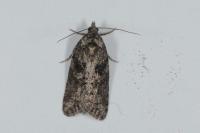 Cnephasia