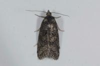 Cnephasia