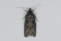 Cnephasia