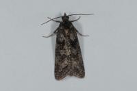 Cnephasia