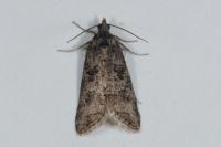 Cnephasia