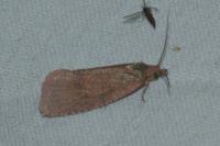 Celypha rosaceana