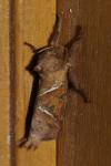Triodia sylvina