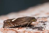 Grapholita lunulana