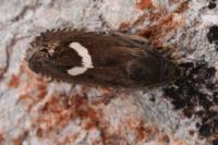 Grapholita lunulana