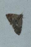 Cydia coniferana