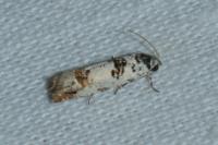 Eucosma campoliliana