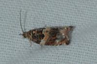 Gypsonoma minutana