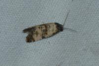Cochylichroa atricapitana