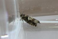 Epinotia immundana