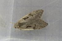 Semioscopis steinkellneriana