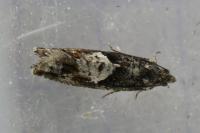 Epinotia immundana