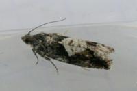 Epinotia immundana