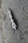 Ethmia bipunctella