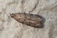 Pseudotelphusa paripunctella