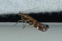 Aristotelia