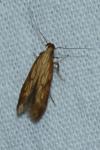 Metzneria neuropterella