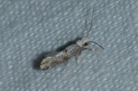 Paraswammerdamia albicapitella