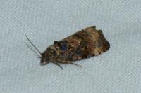 Endothenia gr. gentianaeana