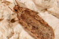 Agonopterix