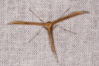 Emmelina monodactyla